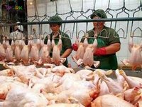 Работа на индючим мясокомбинате