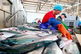 Робота для жінок в рибному цеху (goldfish)