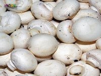 Разнорабочий на грибы Бельгия