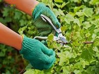 Сбор фруктов и уход за растениями  15 женщин