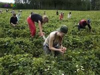 сбор черники,