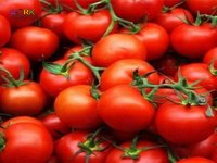 С 1 ИЮНЯ РАБОТНИКИ НА СБОР ПОМИДОРОВ