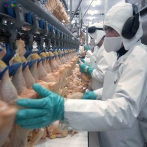 РОБОТА НА ПТАХОФАБРИЦІ
