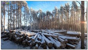 потрібно 2 особи на лісоповал