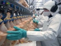 РОБОТА НА ПТАХОФАБРИЦІ