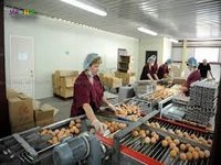 Срочно 2 человека на ферму ( сбор яиц,подсобные работы)