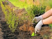 20 жінок на обрізання і садіння саджанців
