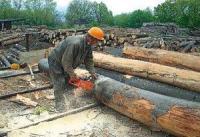 РОБОТА В ЛІСНИЧИСТВІ