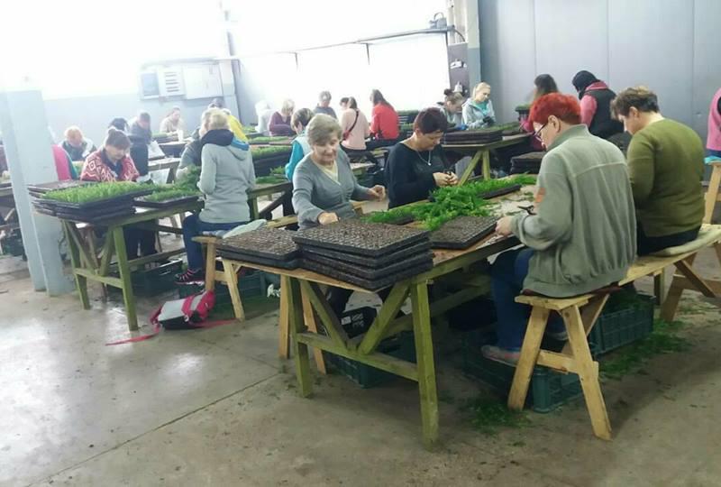 Разнорабочий на производство декоративных букетов