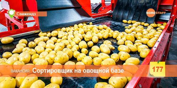 Сортировщик на овощной базе
