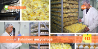 Ищем работника инкубатора