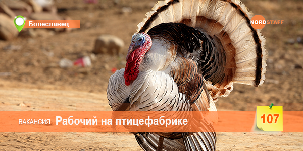 Рабочий на птицефабрике