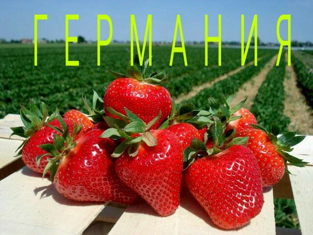 Сбор КЛУБНИКИ.