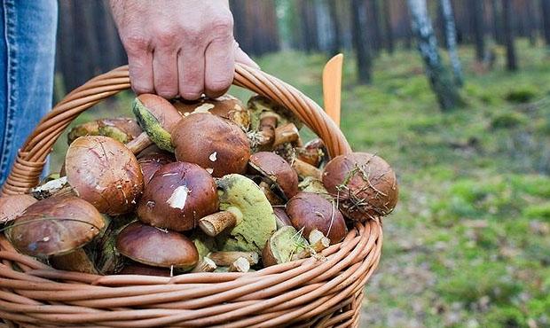 637 Работник на сбор шампиньонов ( мужчины, женщины, сем. пары) Włoszakowice Польша