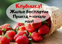 Клубника! Приезд на май!