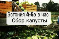 Работа в Эстонии